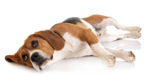 El perro Beagle, características, temperamento