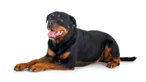 Rottweiler información sobre la raza del perro y rasgos de comportamiento