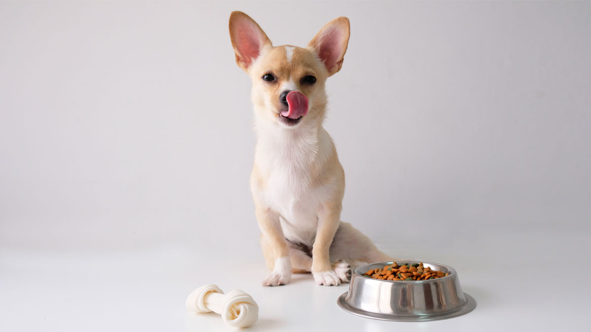 ▷ Chihuahua el perrito miniatura mexicano comportamiento del perro Taco Bell - 1001 Perros