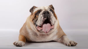 Raza Bulldog inglés el perro dulce, predecible y confiable
