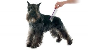 Schnauzer Estándar un perro compacto, musculoso, cuadrado, robusto y alerta