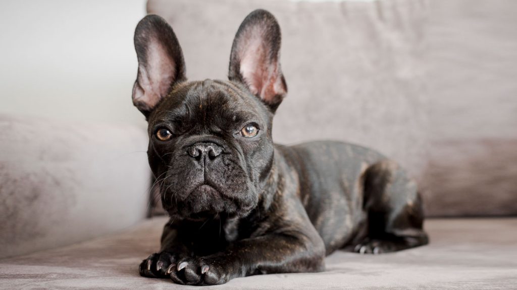 Bulldog Francés Personalidad, fotos, características