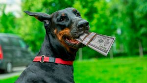 ¿Cuánto cuesta un Doberman? Precios y gastos de cachorros