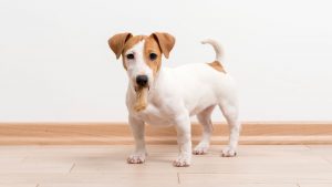 Russell Terrier, un perro cazador inglés