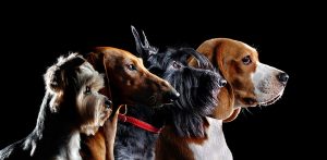 Guía definitiva para las razas de perros orejones