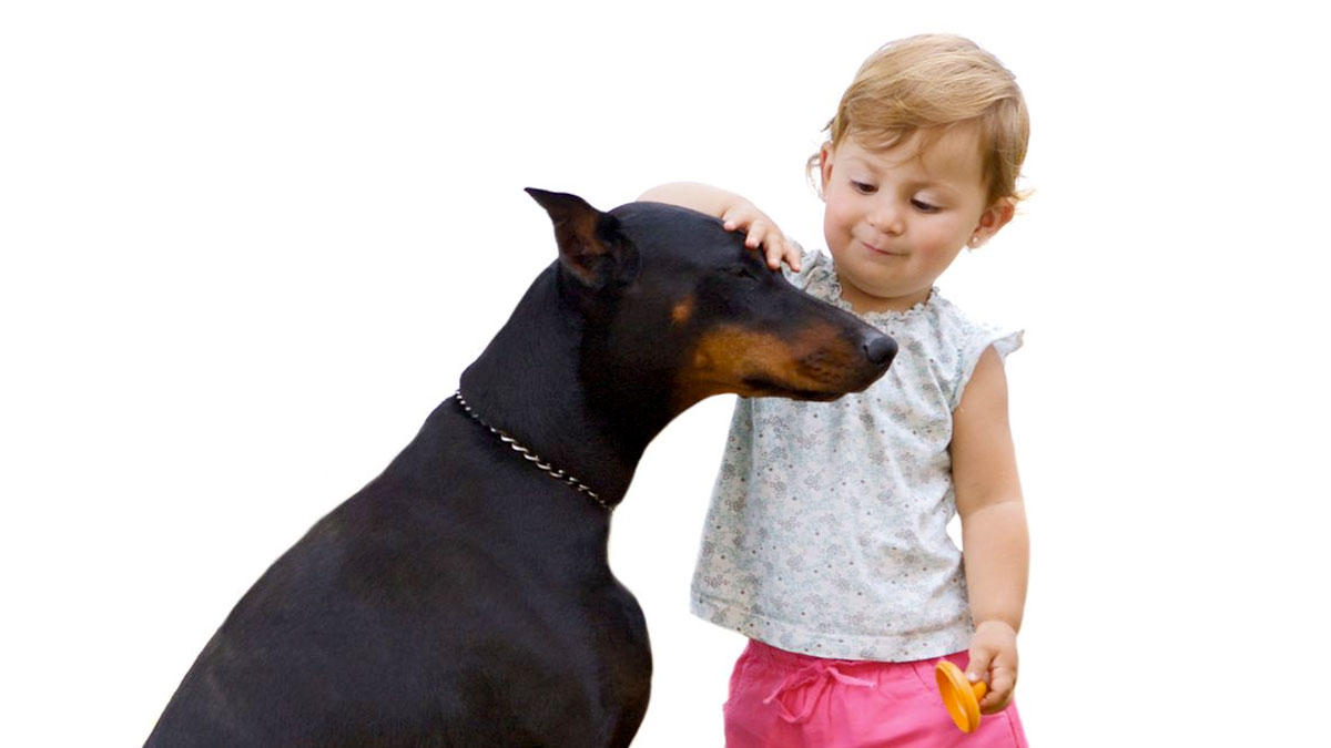 Doberman Es Un Perro Familiar La Sorprendente Verdad 1001 Perros