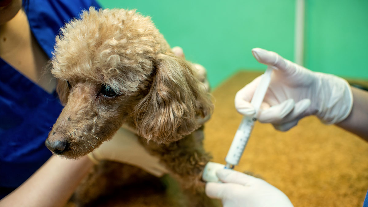 Castrar o no castrar a su perro: esa es la cuestión - 1001 Perros