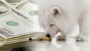 ¿Cuánto cuesta un perro samoyedo? Precio y costos asociados