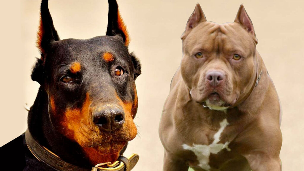 Cruzar un Doberman Pinscher con un Pitbull 1001 Perros