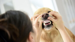 ¿Qué significan las encías pálidas en los perros?