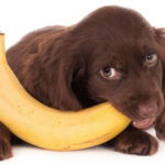 los perros puede comer plátano