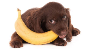 ¿ Los perros pueden comer plátanos? Si, aquí el porque