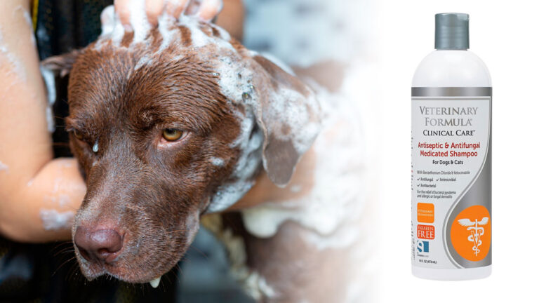 mejores shampoo medicado para perros