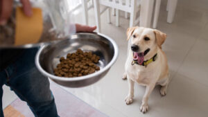 Cuadro de alimentación: cuanta comida darle a mi perro