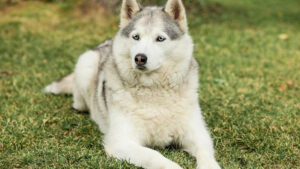 8 razas de perros-lobos: ¡parecen lobos salvajes!