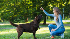 5 comandos de perros esenciales: Obediencia básica ordena que su perro necesita para aprender