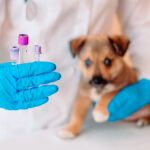 vacunas-para-perros-cachorros